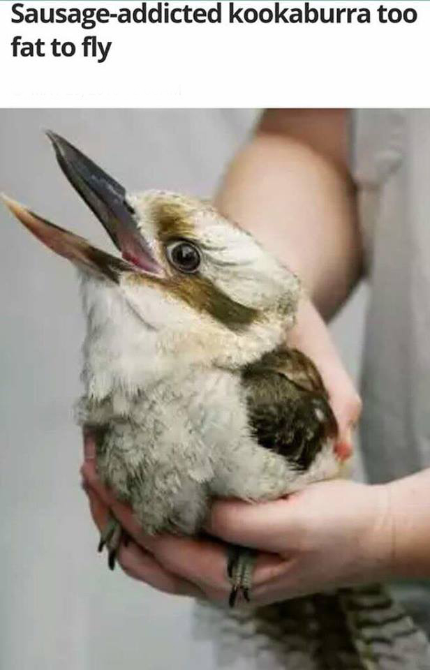 face of no regrets - Sausageaddicted kookaburra too fat to fly