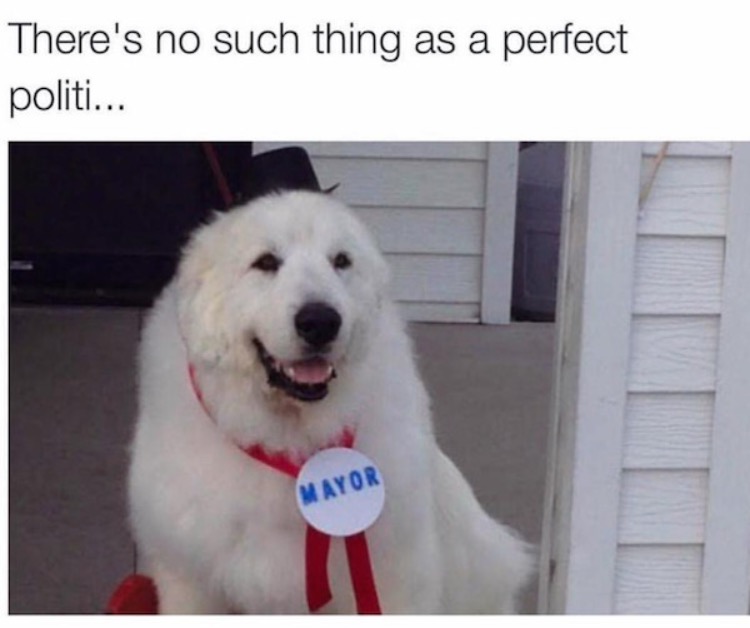memes - minnesota dog mayor - There's no such thing as a perfect politi... Mayor