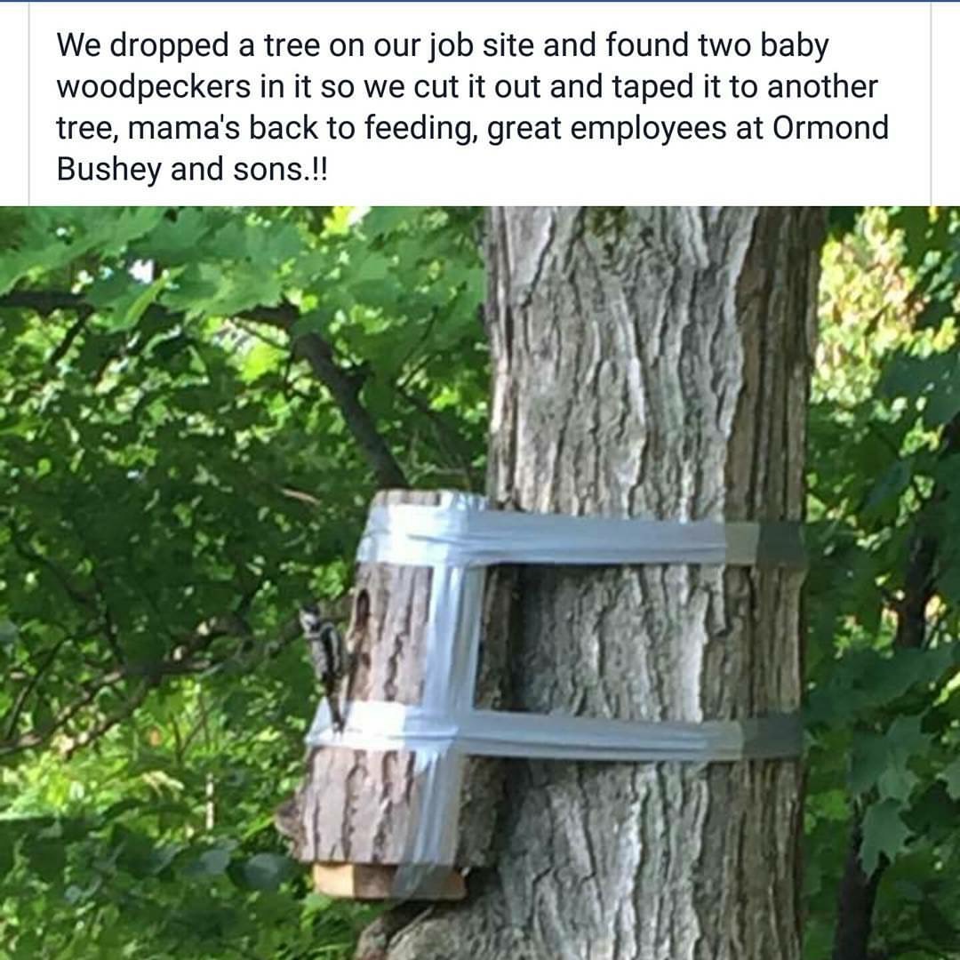 woodpecker nest tree - We dropped a tree on our job site and found two baby woodpeckers in it so we cut it out and taped it to another tree, mama's back to feeding, great employees at Ormond Bushey and sons.!!
