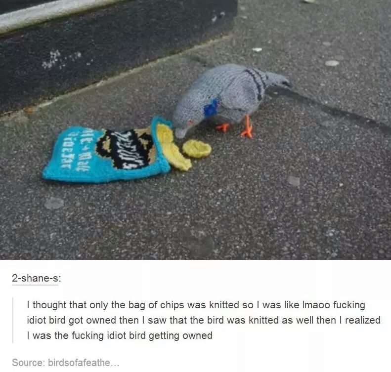 fucking idiot bird getting owned - epa01 2shanes I thought that only the bag of chips was knitted so I was Imaoo fucking idiot bird got owned then I saw that the bird was knitted as well then I realized I was the fucking idiot bird getting owned Source bi