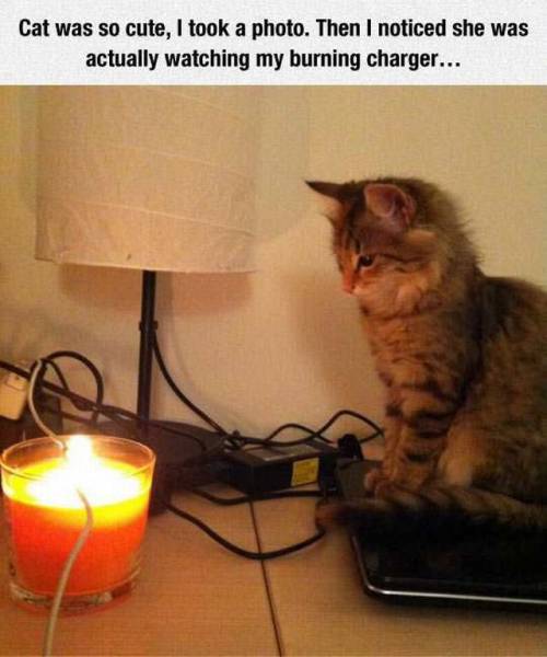 some cats just want to watch the world burn - Cat was so cute, I took a photo. Then I noticed she was actually watching my burning charger...