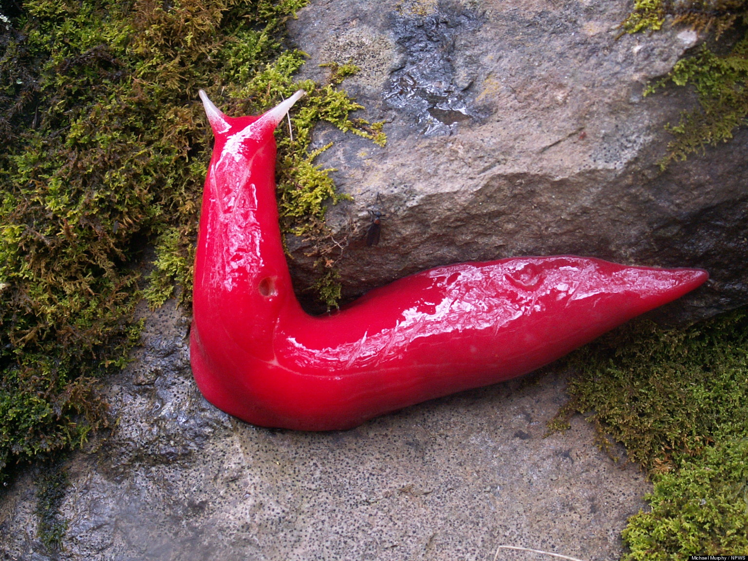 giant pink slug