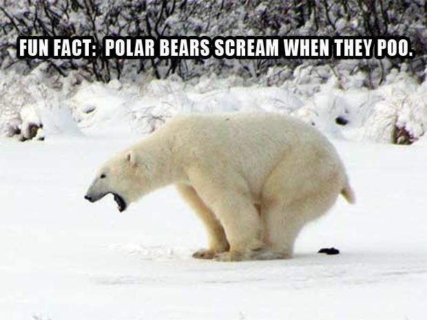 animals pooping funny - W Attel Fun Fact Polar Bears Scream When They Poo.