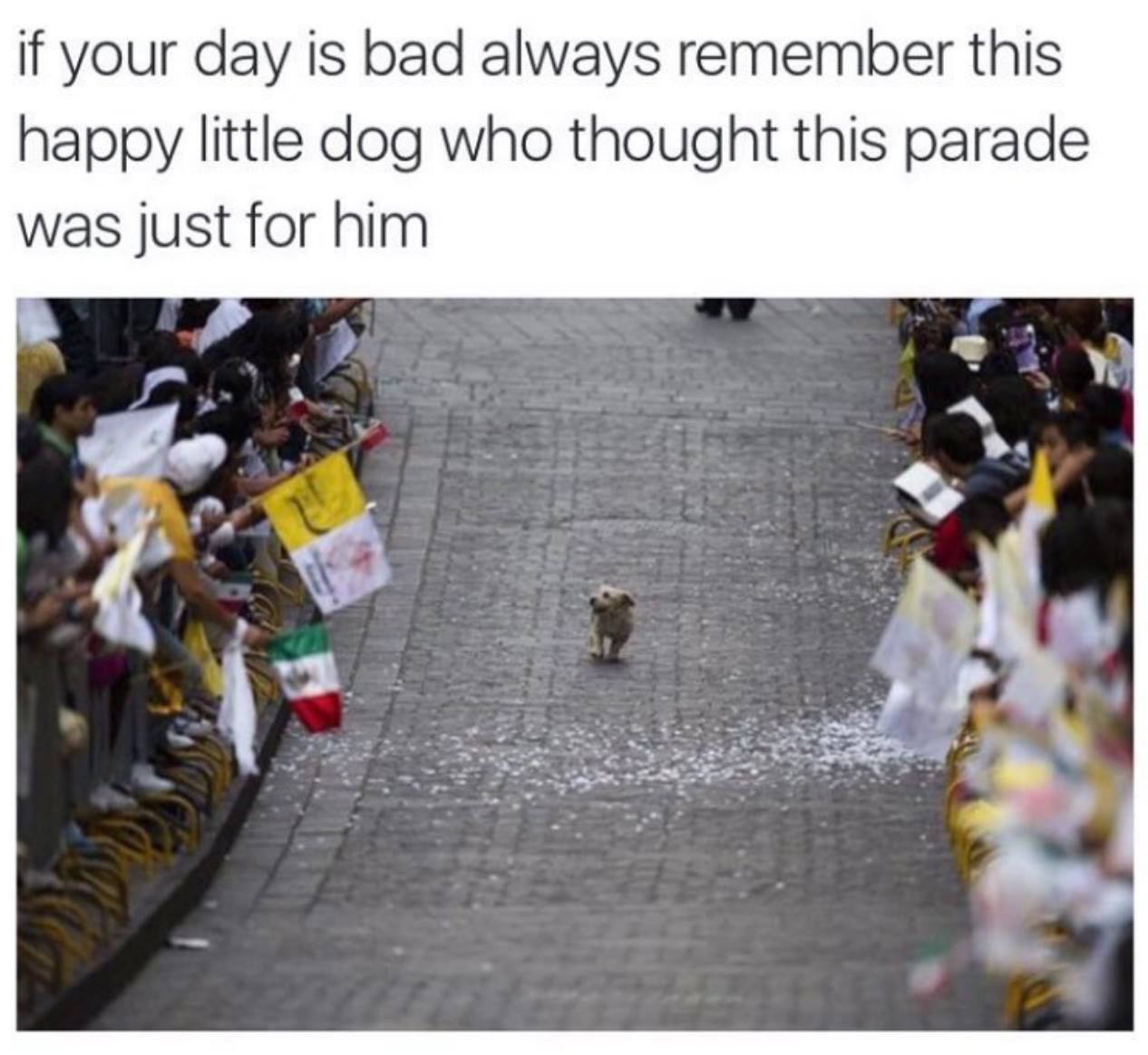 dog who thinks parade is for him - if your day is bad always remember this happy little dog who thought this parade was just for him