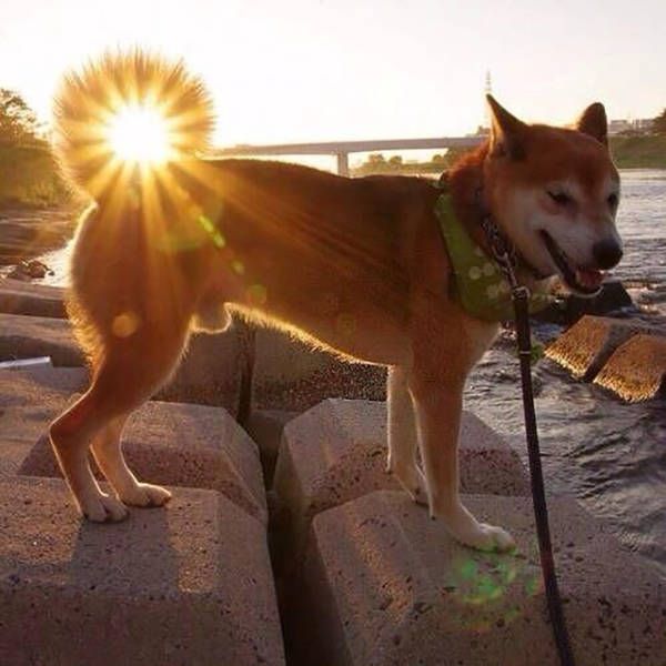 random pic dog tail sun