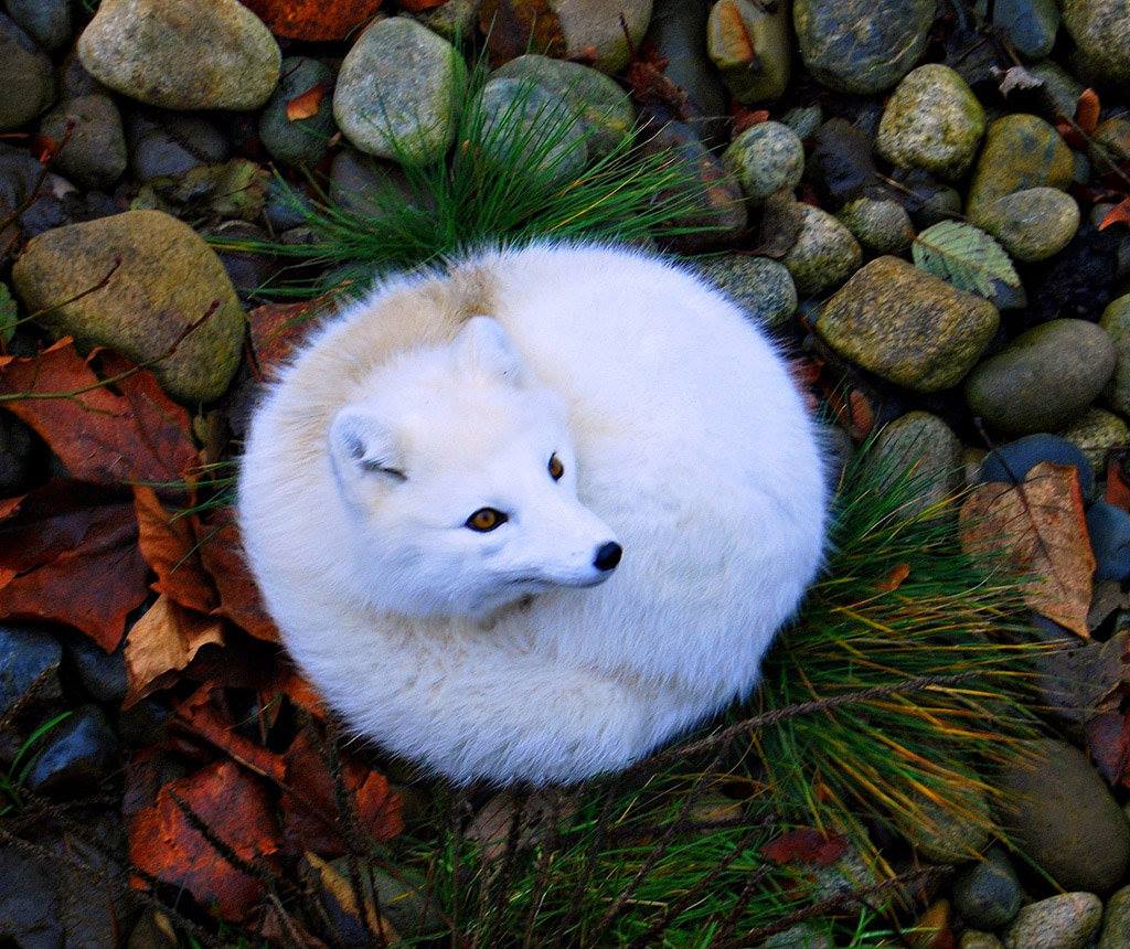 random pic arctic fox curled up