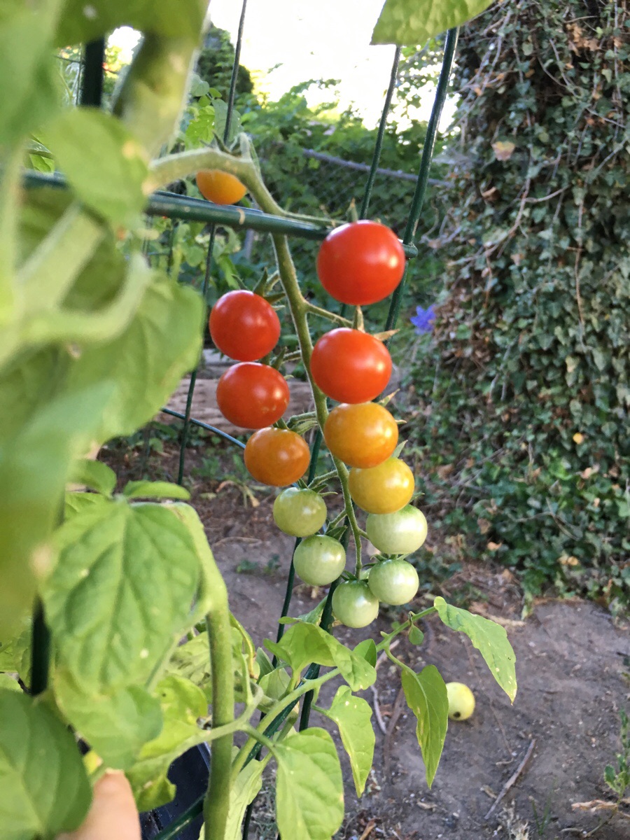 random pic 9gag tomatoes