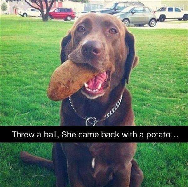 idiot dogs - Threw a ball, She came back with a potato...