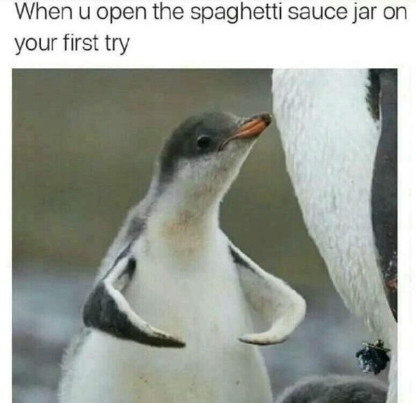 memes - funny penguin memes - When u open the spaghetti sauce jar on your first try