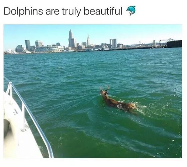 memes - you re a long way from home - Dolphins are truly beautiful