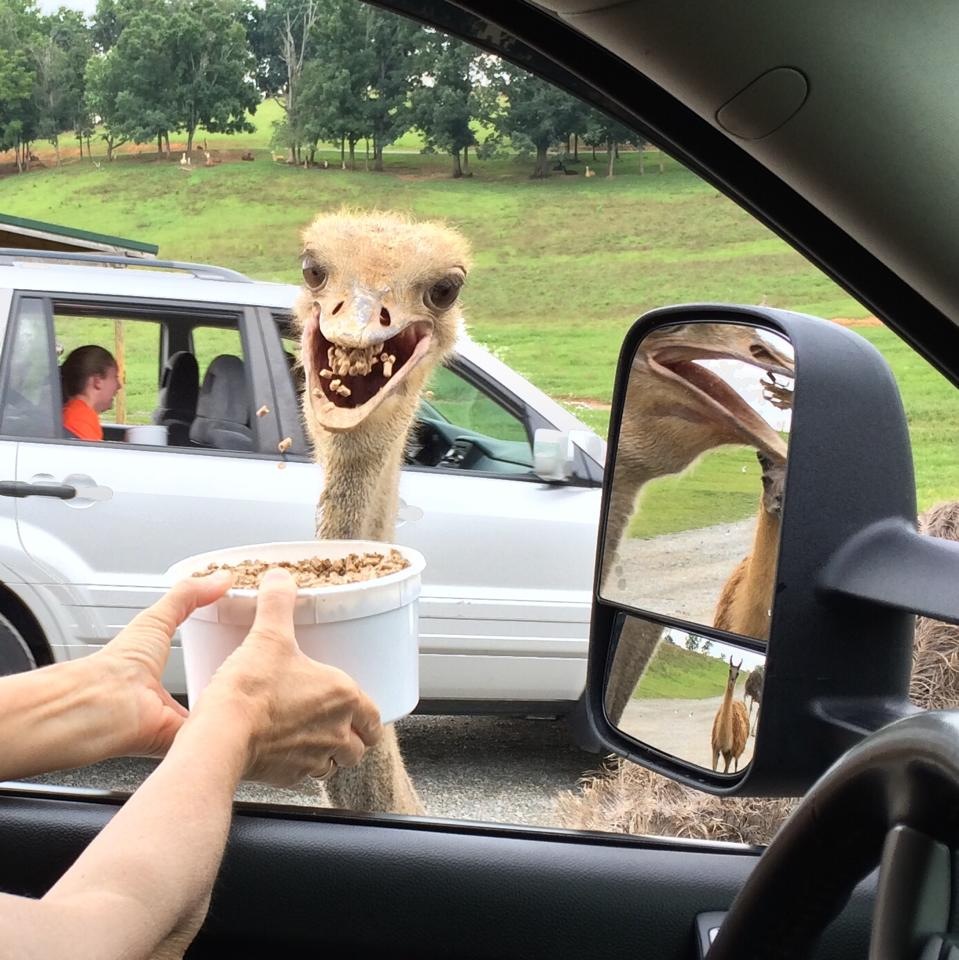 funny ostrich eating