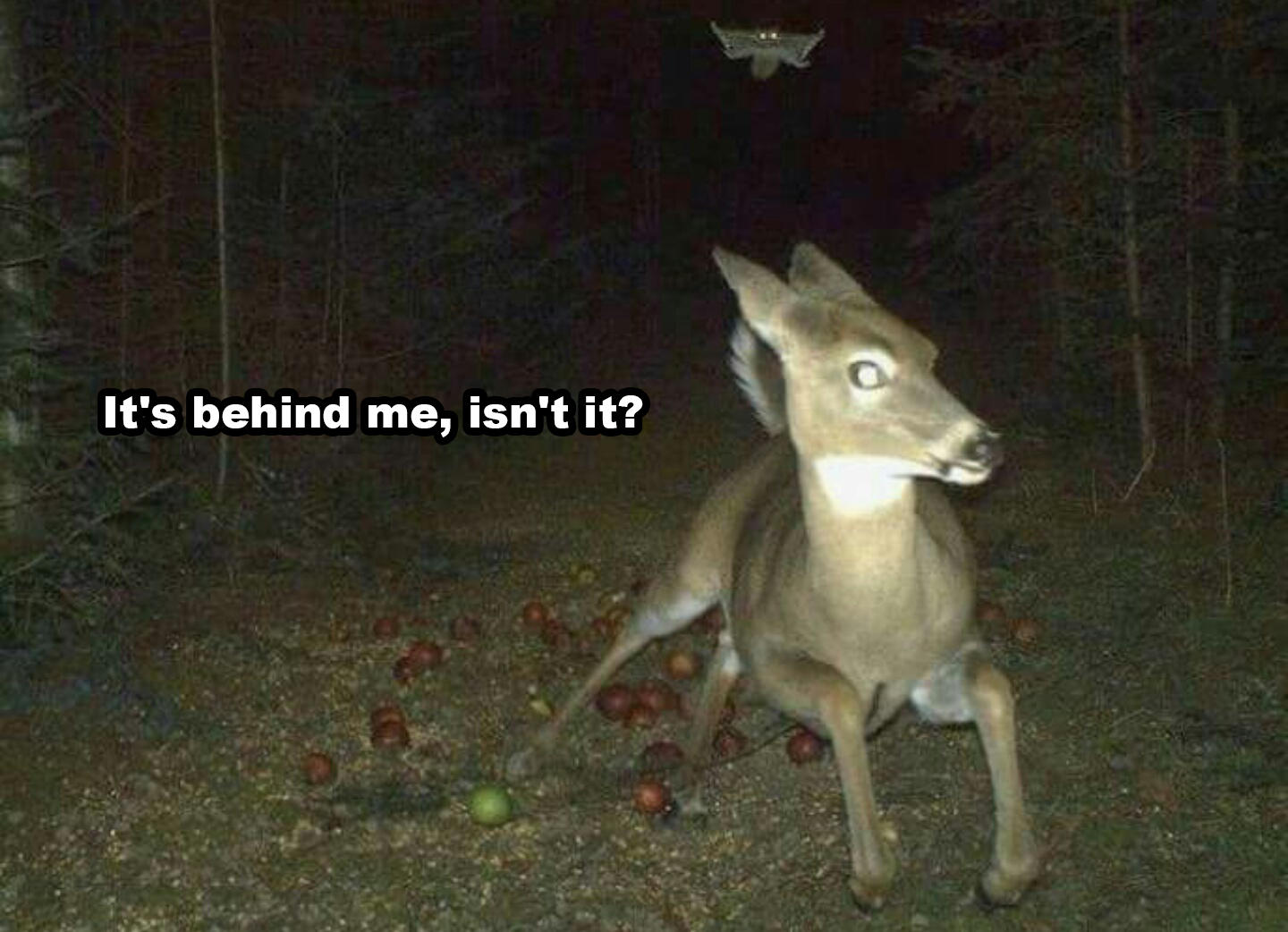 deer running from flying squirrel - It's behind me, isn't it?