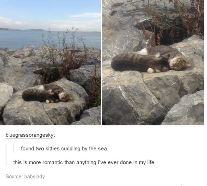 cats cuddling by the sea - bluegrassorangesky found two kitties cuddling by the sea this is more romantic than anything i've ever done in my life Source babelady