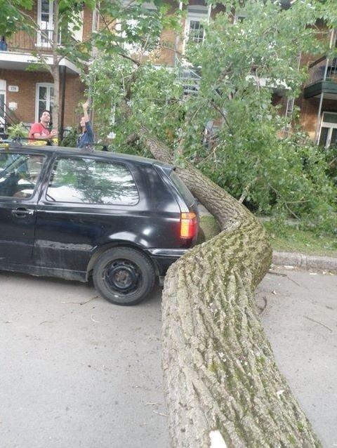 lucky car fallen tree