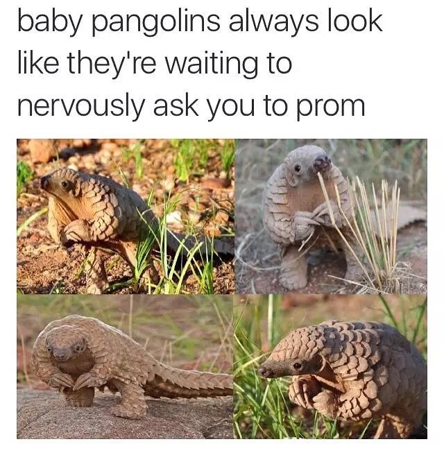 memes - baby pangolin memes - baby pangolins always look they're waiting to nervously ask you to prom