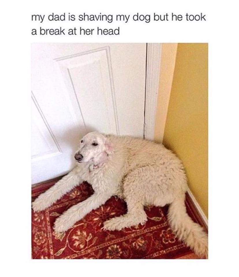memes - funny dog shaving - my dad is shaving my dog but he took a break at her head