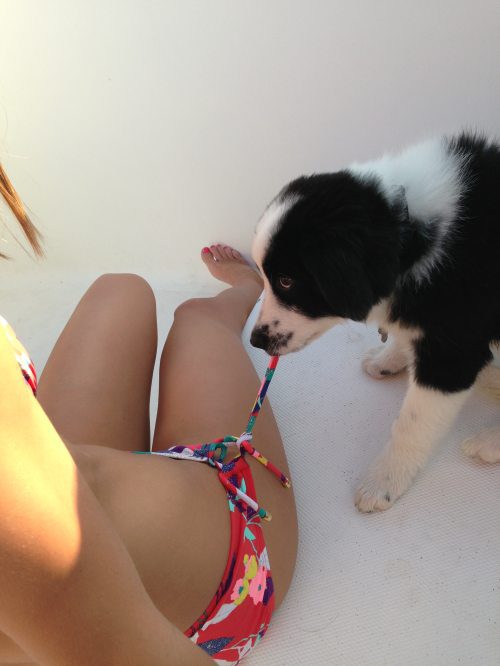 dog pulling off bikini