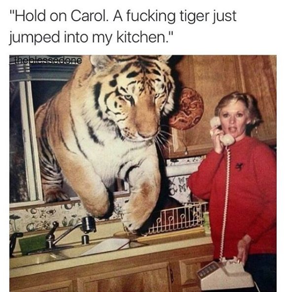 hold on carol a tiger - "Hold on Carol. A fucking tiger just jumped into my kitchen." _theblessedone Loo