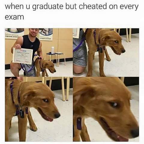 funny picture of dog who got a certificate, but that look on his face is saying he cheated on every exam
