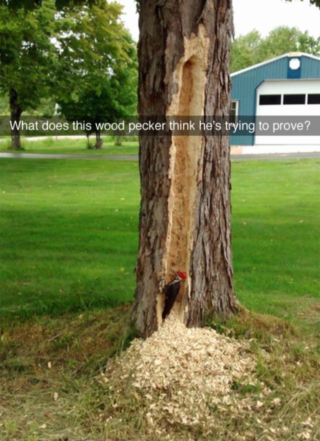 funny snapchat picture of a woodpecker with something to prove