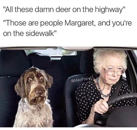 funny picture of scared dog driving in car with old woman, and caption joking that she is complaining of deer and riding on the sidewalk