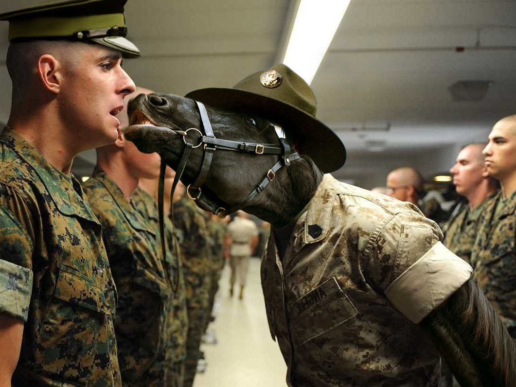 funny picture of a horse mask giving new army recruits the drill sergeant treatment