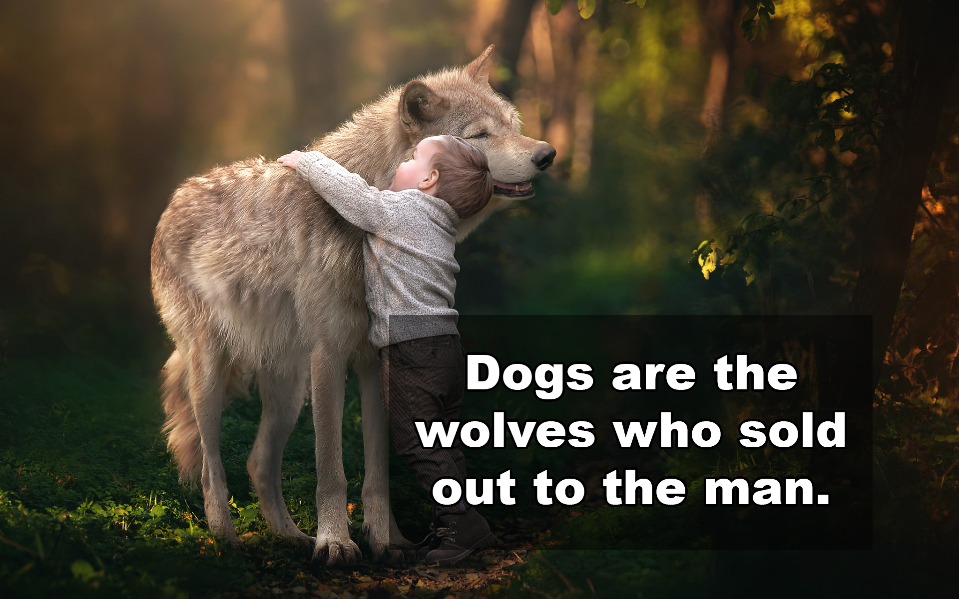 wolf beautiful - Dogs are the wolves who sold out to the man.