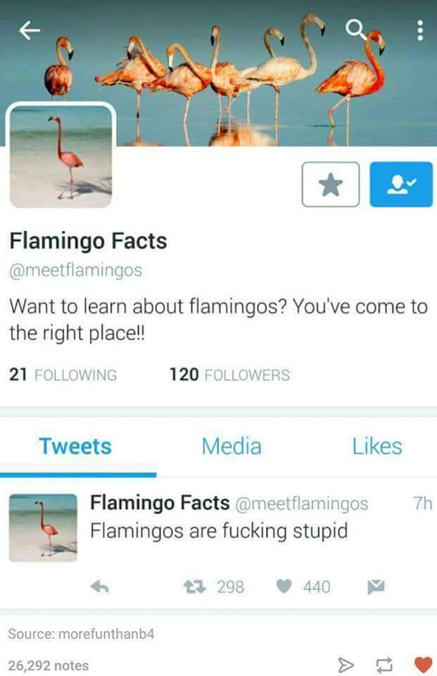 flamingo facts meme - Flamingo Facts Want to learn about flamingos? You've come to the right place!! 21 ing 120 ers Tweets Media 7h Flamingo Facts Flamingos are fucking stupid 43 298 440 V Source morefunthanb4 26,292 notes