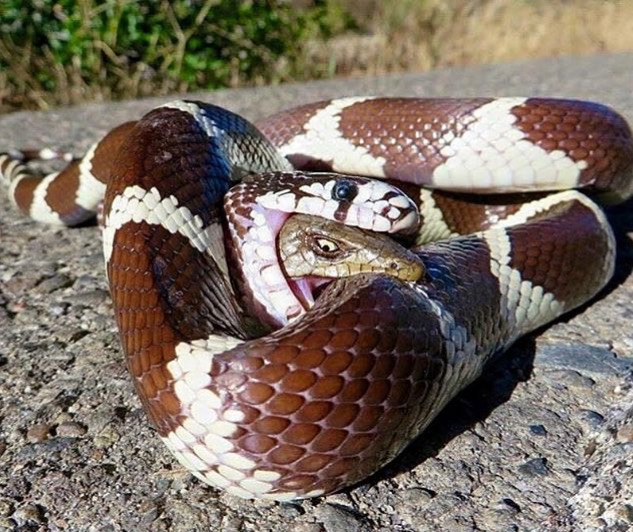 snake inside snake