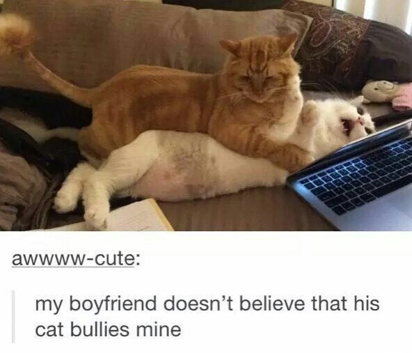 netflix memes - awwwwcute my boyfriend doesn't believe that his cat bullies mine