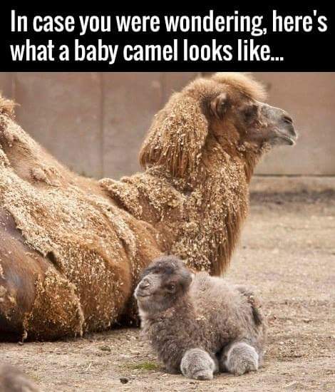 Adorable picture of a baby camel