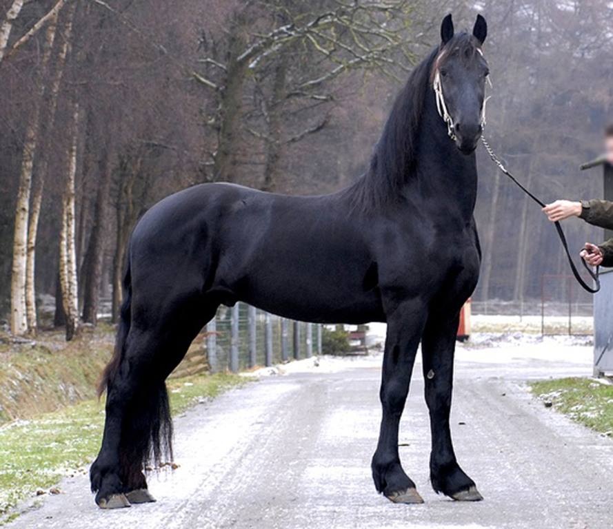 picture of a beautiful black horse
