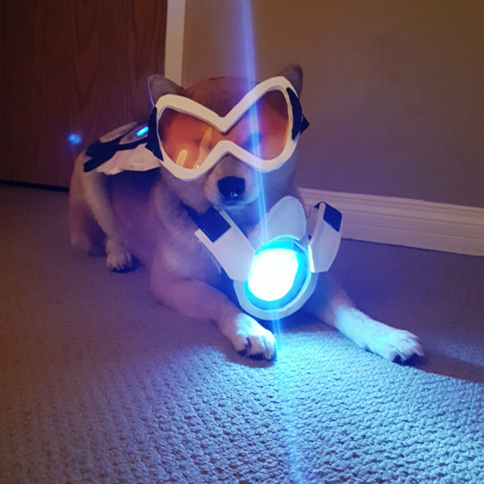 Cool picture of a dog playing with a space aged light
