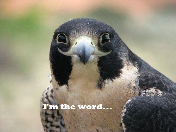 Funny meme of the bird is the word