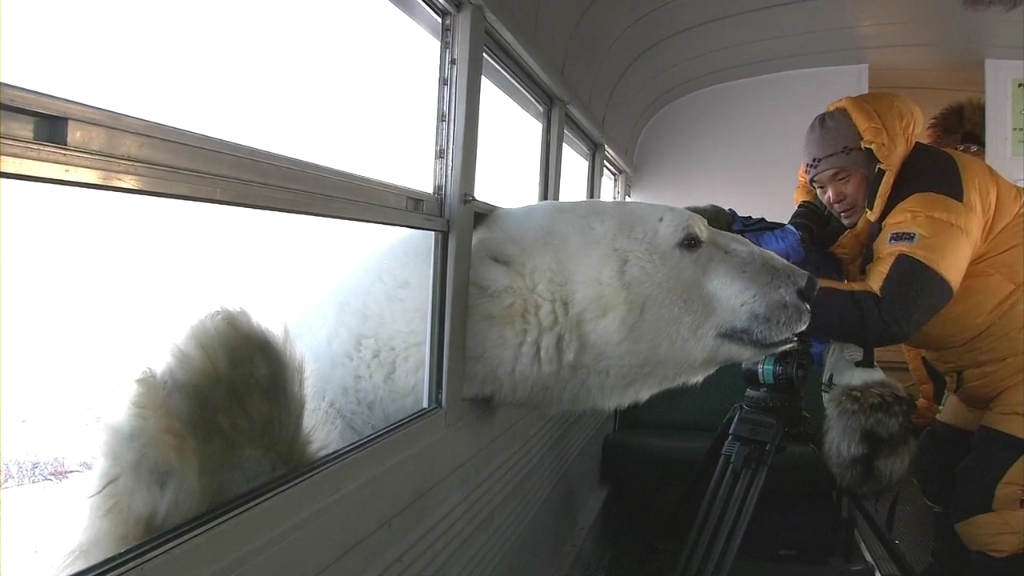 crazy picture of white bear poking his head onto a bus