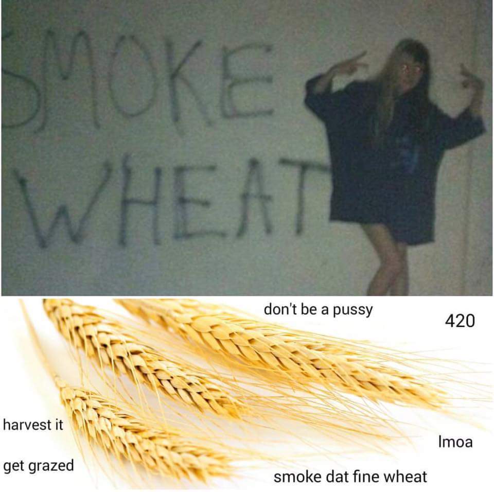 smoke wheat everyday - Moke Wheat don't be a pussy 420 harvest it Imoa get grazed smoke dat fine wheat
