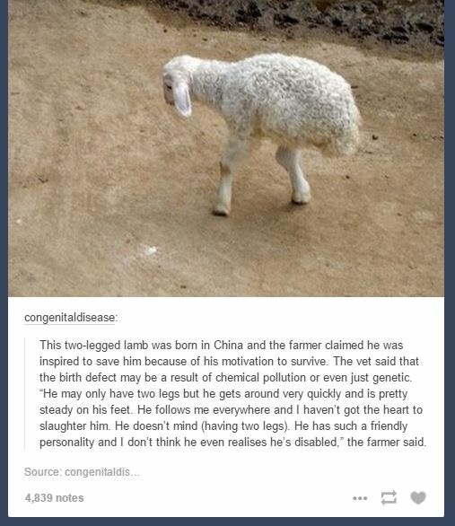 two legged lamb - congenitaldisease This twolegged lamb was born in China and the farmer claimed he was inspired to save him because of his motivation to survive. The vet said that the birth defect may be a result of chemical pollution or even just geneti