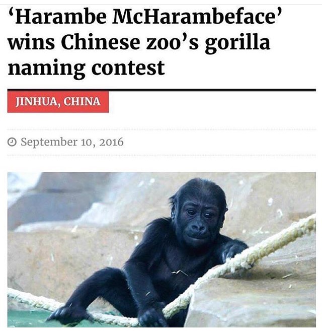 harambe mcharambeface - 'Harambe McHarambeface' wins Chinese zoo's gorilla naming contest Jinhua, China