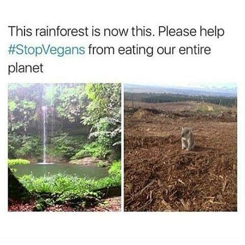 rainforest is now - This rainforest is now this. Please help from eating our entire planet