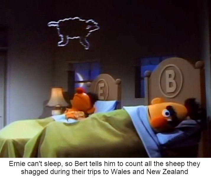 ernie and bert funny memes - Ernie can't sleep, so Bert tells him to count all the sheep they shagged during their trips to Wales and New Zealand