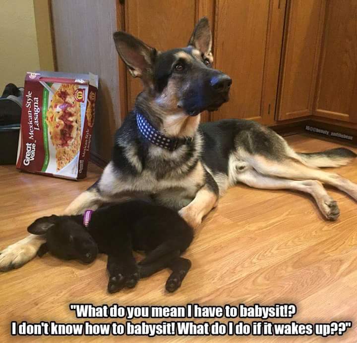 germany vs mexico dog meme - Veot MexicanStyle Lasagna Value. "What do you mean have to babysitl? I don't know how to babysit! What do I do if it wakes up??"