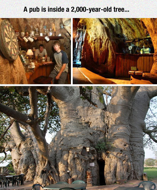 baobab sunland - A pub is inside a 2,000yearold tree...