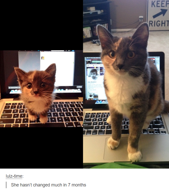 Kitten - Keep Right Ord Ppe Ooo lulztime She hasn't changed much in 7 months