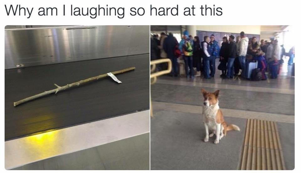 dog waiting for luggage - Why am I laughing so hard at this