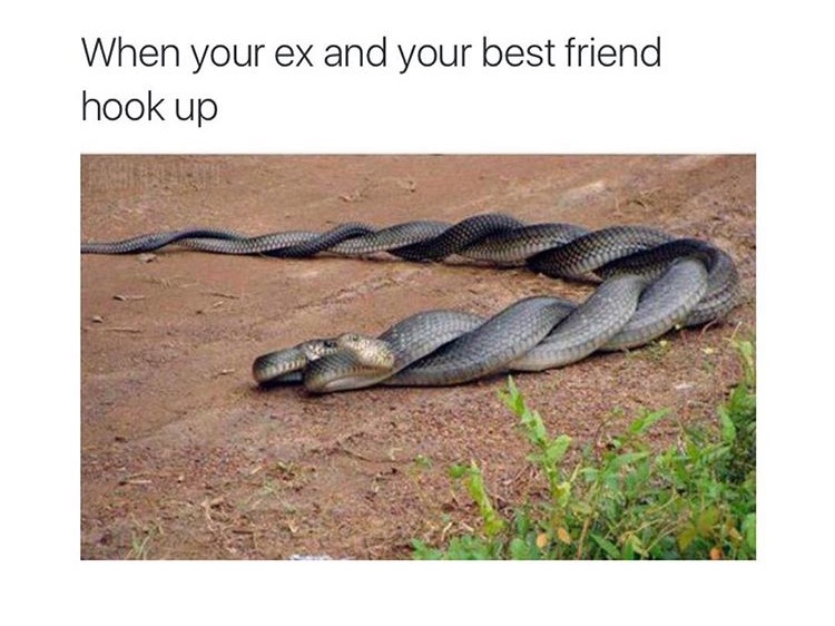 mating snake - When your ex and your best friend hook up