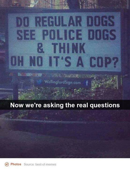 Now We Are Asking the Real Questions - Do regular dogs see police dogs and wig out that it is a cop?