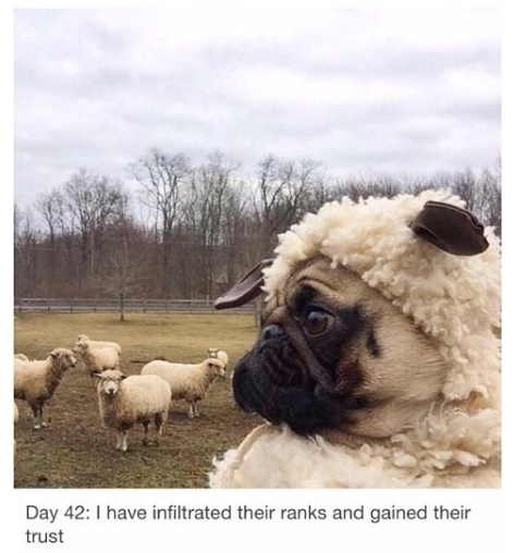 dog tumblr post - Day 42 I have infiltrated their ranks and gained their trust