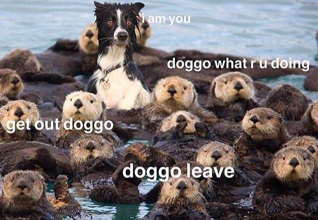 isn t the dog park - i am you doggo what r u doing get out doggo doggo leave