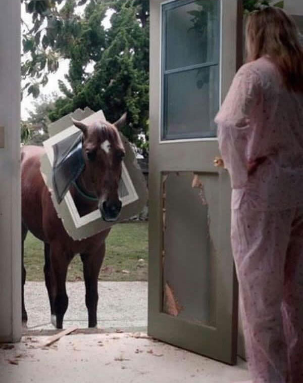 horse in dog door