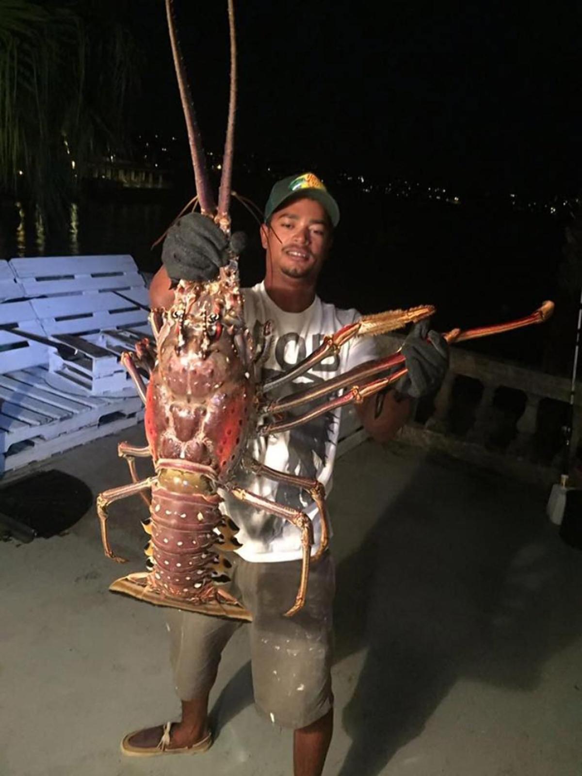 giant lobster